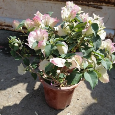 绿英三角梅，长年开花，基地直发