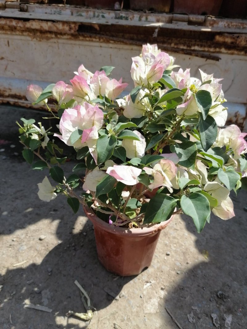 绿英三角梅，长年开花，基地直发