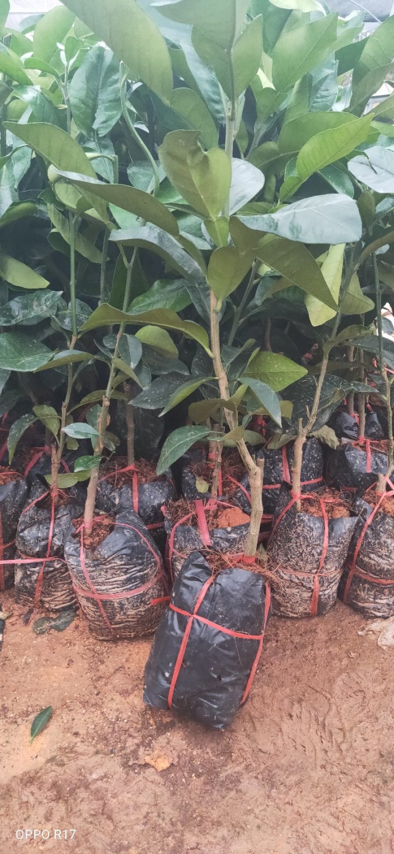 包邮精品【广西灵山红宝石柚子】嫁接苗