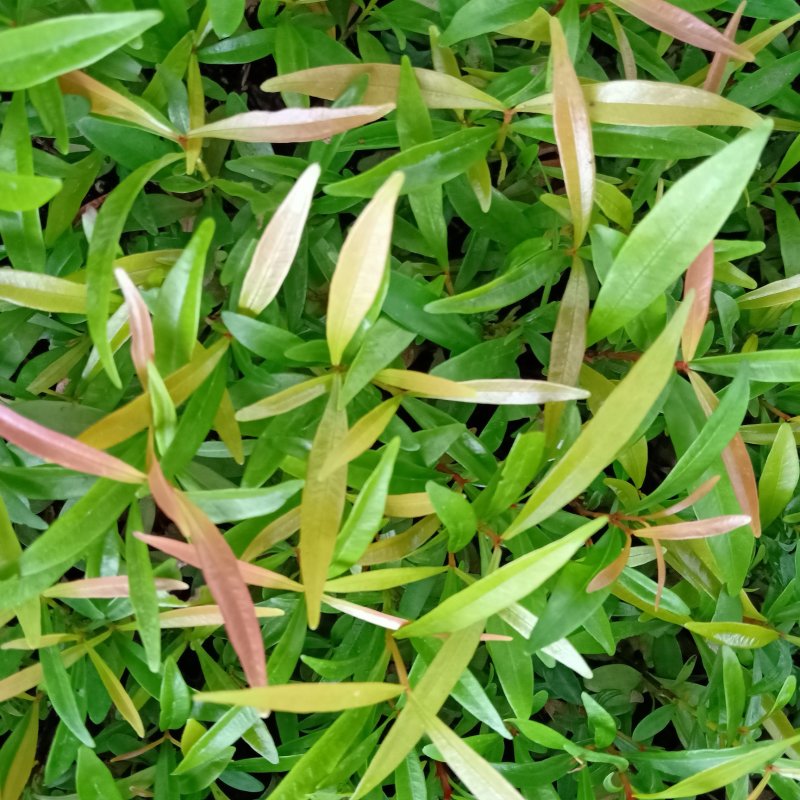 红车播种苗彩叶植物5-10公分左右高拔苗发快递