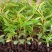 红车播种苗彩叶植物5-10公分左右高拔苗发快递