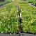 红车播种苗彩叶植物5-10公分左右高拔苗发快递