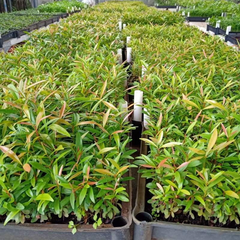 红车播种苗彩叶植物5-10公分左右高拔苗发快递