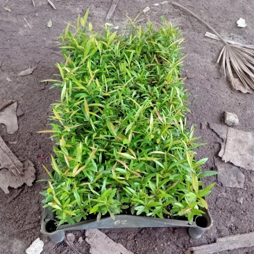 红车播种苗彩叶植物5-10公分左右高拔苗发快递