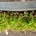 红车播种苗彩叶植物5-10公分左右高拔苗发快递