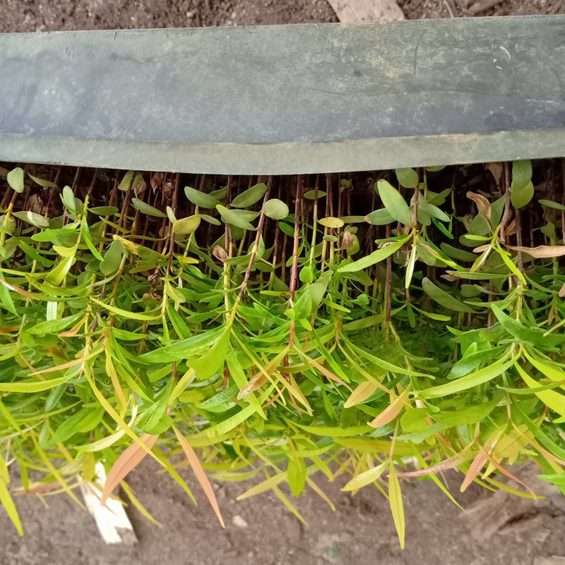 红车播种苗彩叶植物5-10公分左右高拔苗发快递