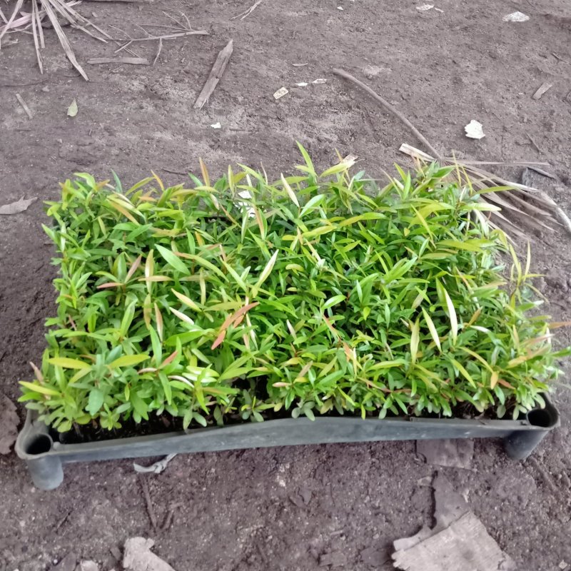 红车播种苗彩叶植物5-10公分左右高拔苗发快递