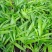 袖珍椰子种苗室内常绿观叶植物供应花卉小苗