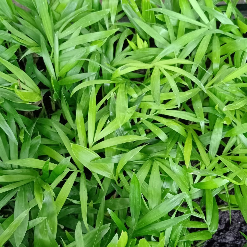 袖珍椰子种苗室内常绿观叶植物供应花卉小苗