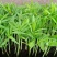 袖珍椰子种苗室内常绿观叶植物供应花卉小苗