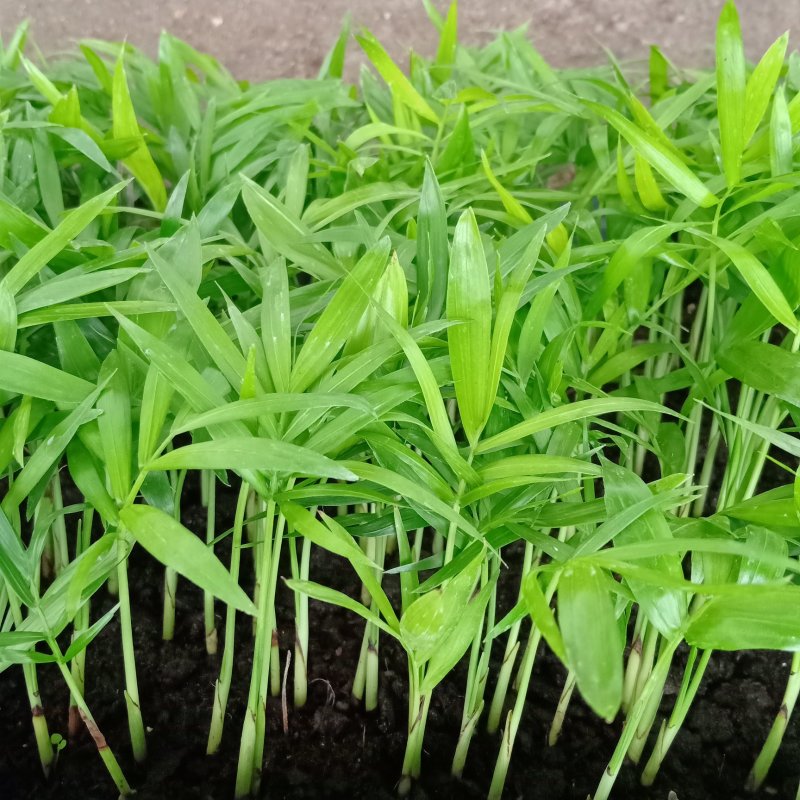 袖珍椰子种苗室内常绿观叶植物供应花卉小苗