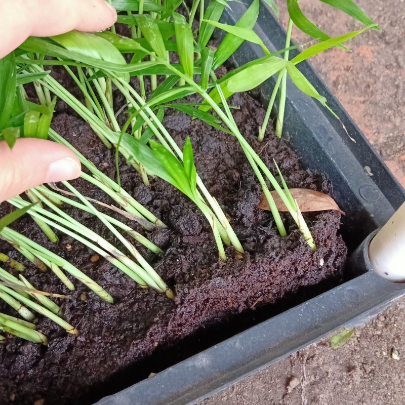 袖珍椰子种苗室内常绿观叶植物供应花卉小苗