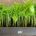 袖珍椰子种苗室内常绿观叶植物供应花卉小苗