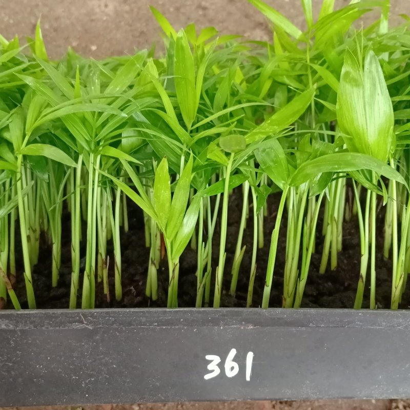 袖珍椰子种苗室内常绿观叶植物供应花卉小苗