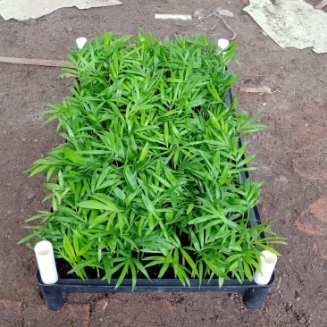 袖珍椰子种苗室内常绿观叶植物供应花卉小苗