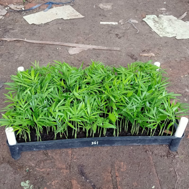 袖珍椰子种苗室内常绿观叶植物供应花卉小苗