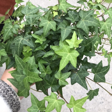 【常春藤】质量保证自产自销