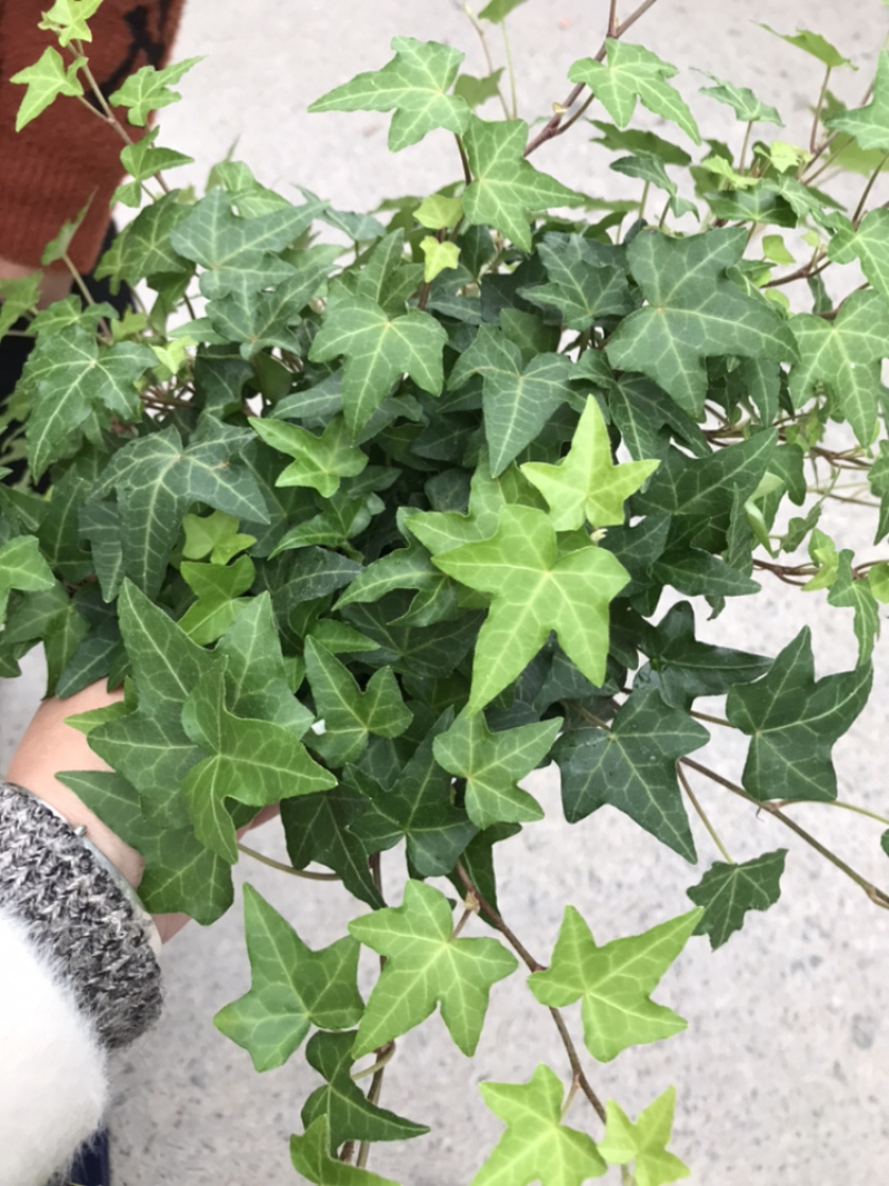 【常春藤】质量保证自产自销