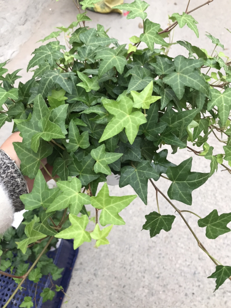 【常春藤】质量保证自产自销