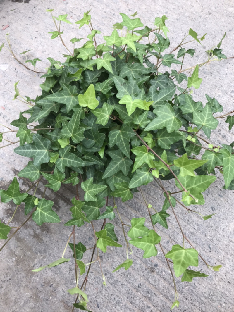 【常春藤】质量保证自产自销