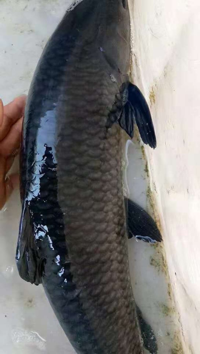 青鱼