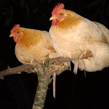 湛江走地鸡月子鸡土鸡本地鸡走山地鸡晚上会飞上树睡觉的可视