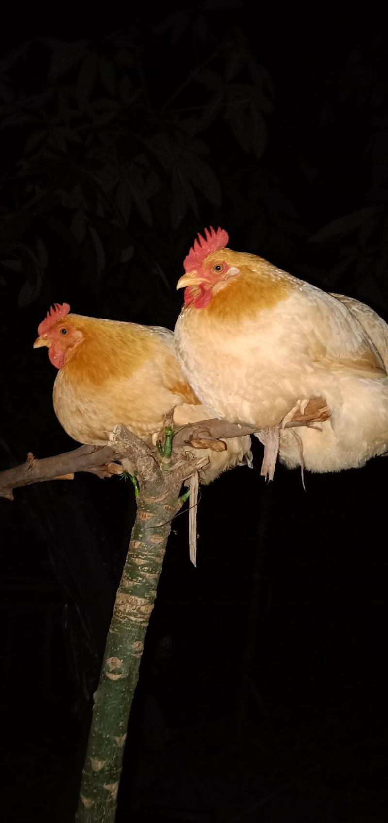 湛江走地鸡月子鸡土鸡本地鸡走山地鸡晚上会飞上树睡觉的可视