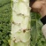 莴笋尖叶莴笋大量上市。
