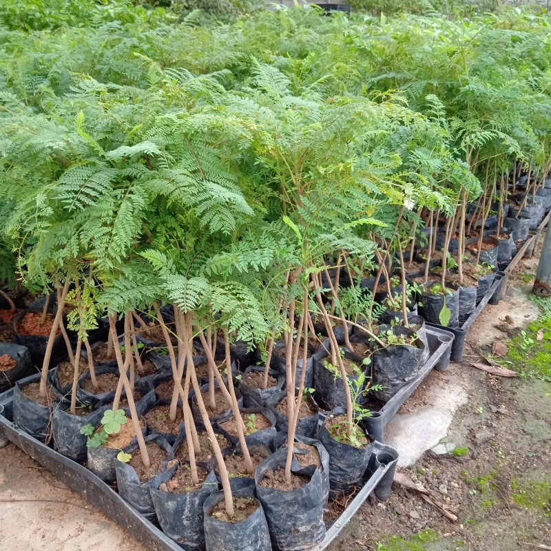 蓝花楹袋苗园林绿化开花植物