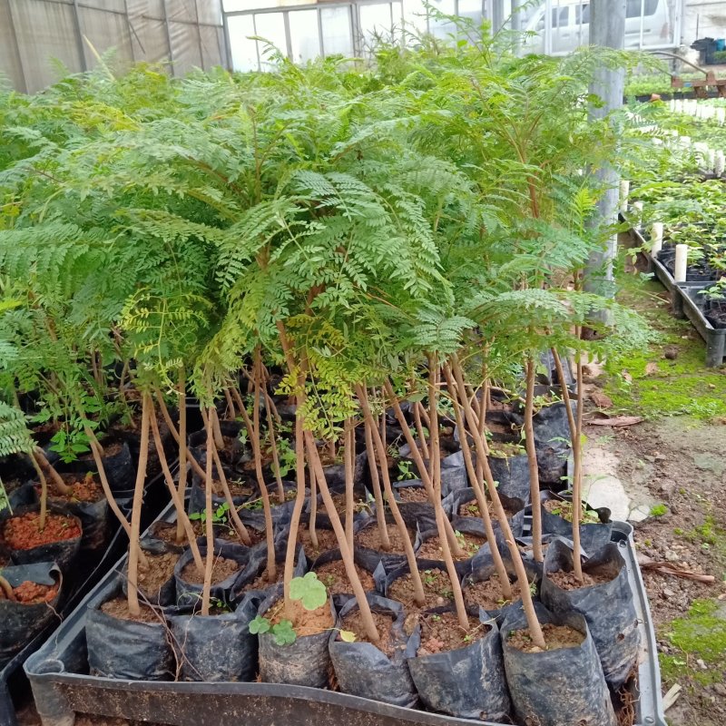 蓝花楹袋苗园林绿化开花植物