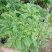 蓝花楹袋苗园林绿化开花植物