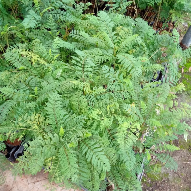 蓝花楹袋苗园林绿化开花植物