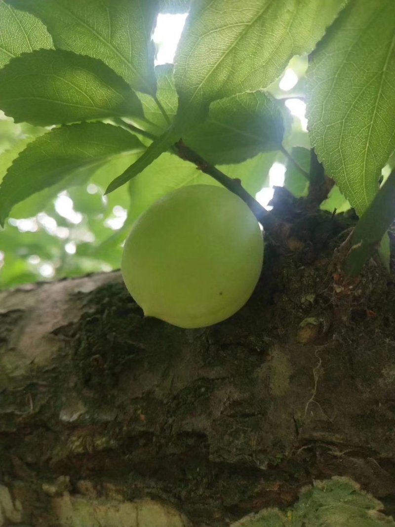 新鲜采摘青梅，酸梅