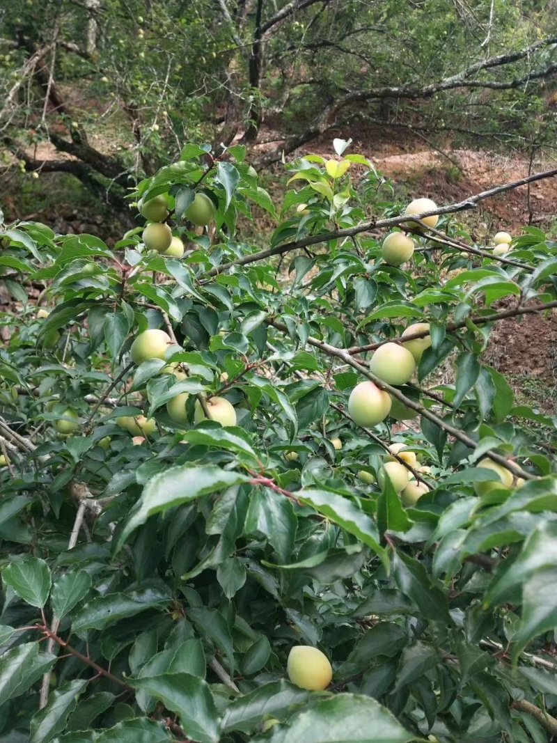 新鲜采摘青梅，酸梅
