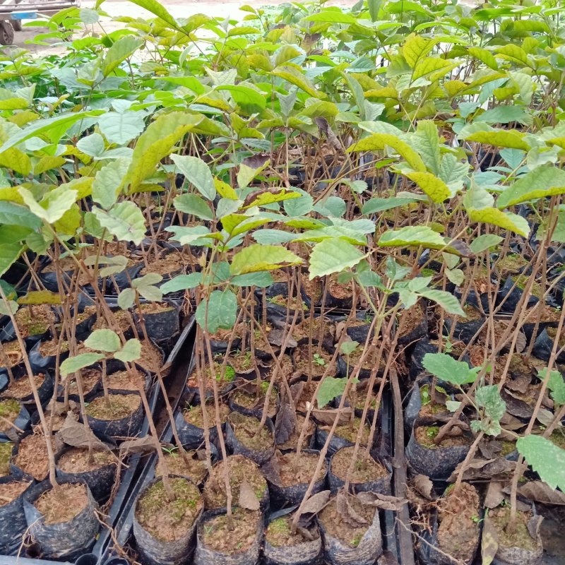 多花黄花风铃播种苗黄花风铃木袋苗批发园林绿化苗木