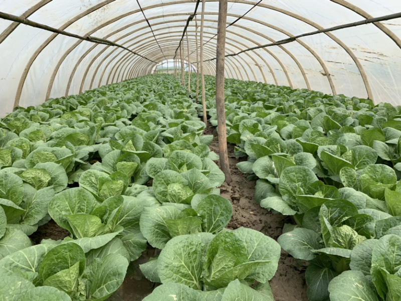 黄心大白菜，大小均匀，质量好