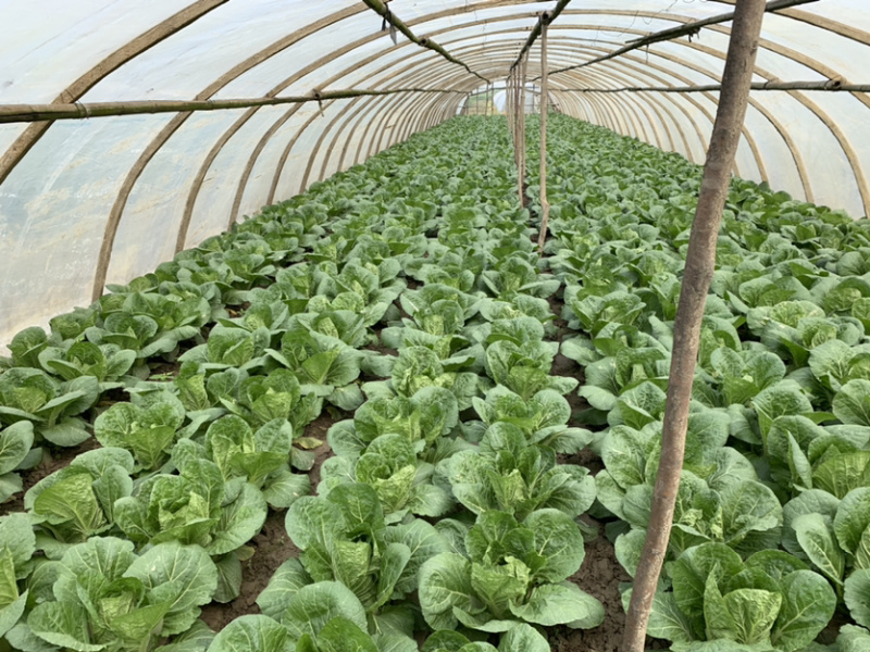 黄心大白菜，大小均匀，质量好