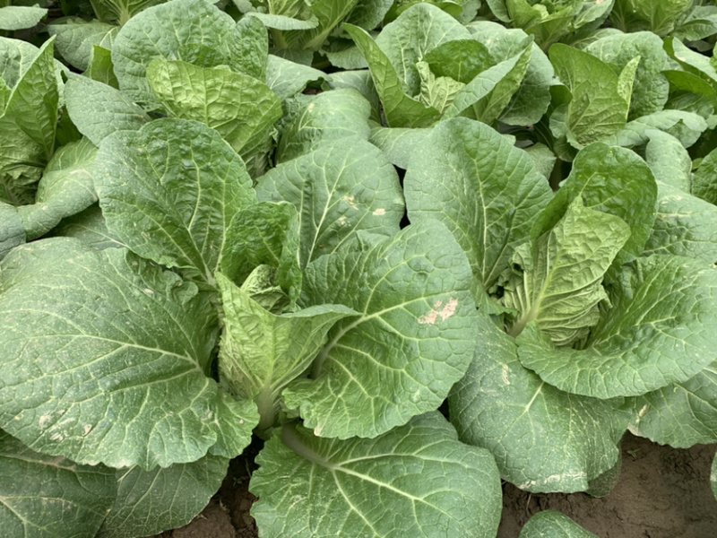 黄心大白菜，大小均匀，质量好