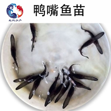 广东优质快大鸭嘴鱼基地生产发货质量保证