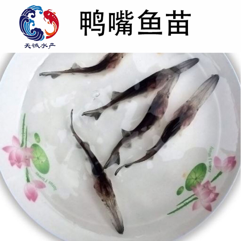 广东优质快大鸭嘴鱼基地生产发货质量保证