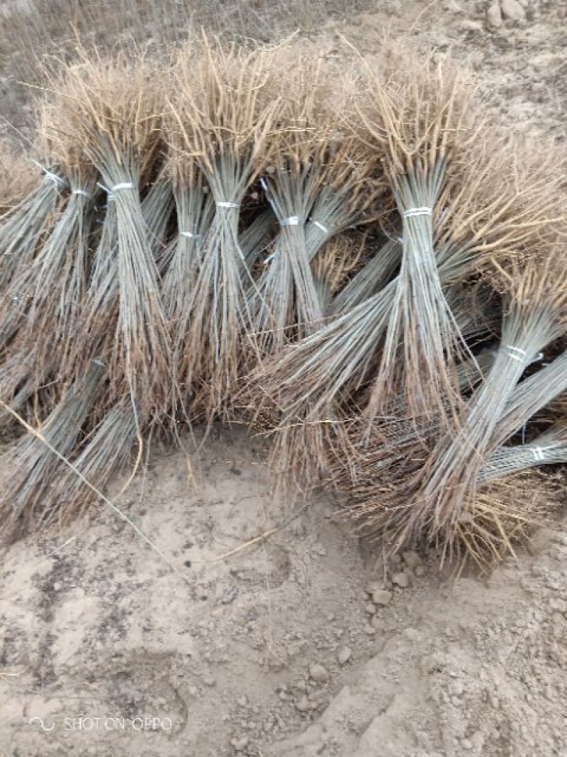 河南民权紫穗槐基地：专业种植销售紫穗槐，刺槐等绿化苗木