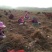 河南民权紫穗槐基地：专业种植销售紫穗槐，刺槐等绿化苗木