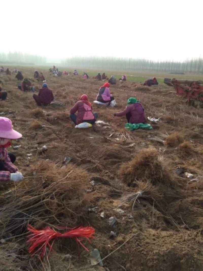 河南民权紫穗槐基地：专业种植销售紫穗槐，刺槐等绿化苗木