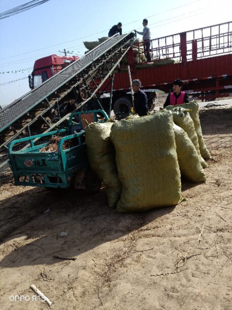 河南民权紫穗槐基地：专业种植销售紫穗槐，刺槐等绿化苗木