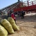 河南民权紫穗槐基地：专业种植销售紫穗槐，刺槐等绿化苗木