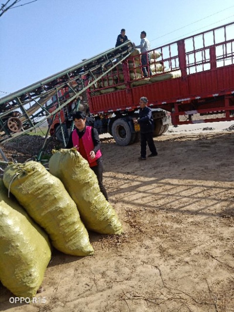 河南民权紫穗槐基地：专业种植销售紫穗槐，刺槐等绿化苗木