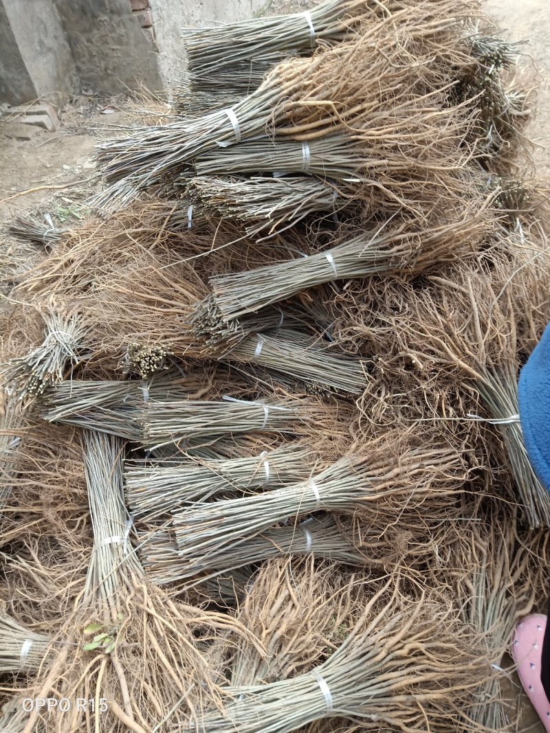 河南民权紫穗槐基地：专业种植销售紫穗槐，刺槐等绿化苗木