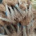 河南民权紫穗槐基地：专业种植销售紫穗槐，刺槐等绿化苗木