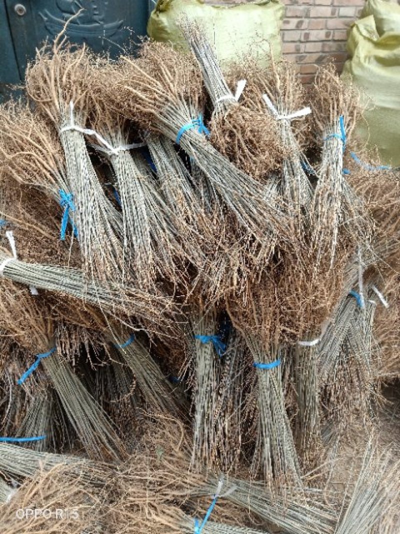河南民权紫穗槐基地：专业种植销售紫穗槐，刺槐等绿化苗木