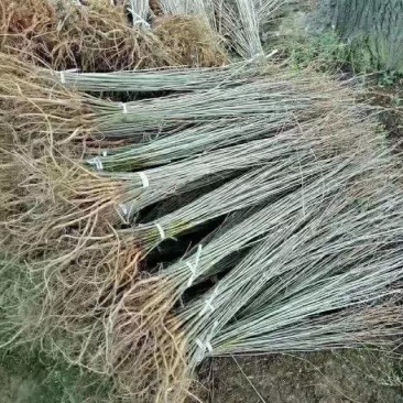 河南民权紫穗槐基地：专业种植销售紫穗槐，刺槐等绿化苗木